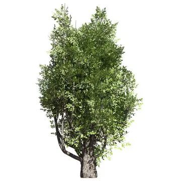 Fantasy tree 3d illustration isolated on white background Stock-Illustration