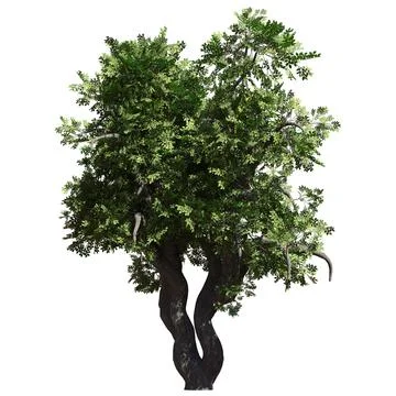 Fantasy tree 3d illustration isolated on white background 库存插图