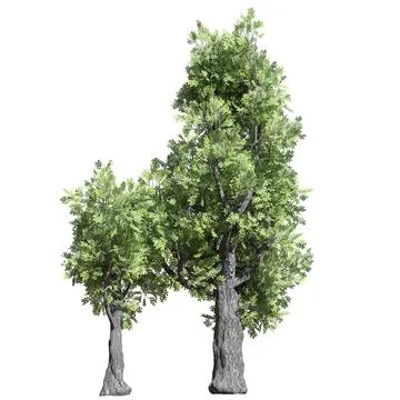 Fantasy tree 3d illustration isolated on white background Stock Illustration