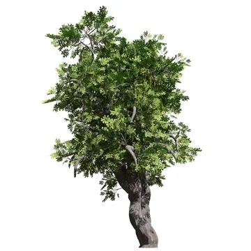 Fantasy tree 3d illustration isolated on white background Stockillustratie