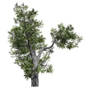 Fantasy tree 3d illustration isolated on white background Illustrazione stock