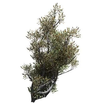 Fantasy tree 3d illustration isolated on white background Stock-Illustration