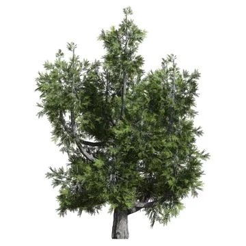 Fantasy tree 3d illustration isolated on white background Illustrazione stock