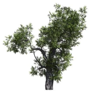 Fantasy tree 3d illustration isolated on white background Illustration