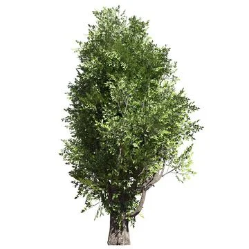 Fantasy tree 3d illustration isolated on white background Stock Illustration
