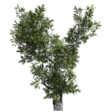 Fantasy tree 3d illustration isolated on white background Stock Illustration
