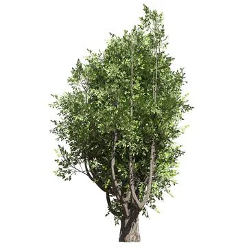 Fantasy tree 3d illustration isolated on white background Illustrazione stock