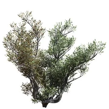 Fantasy tree 3d illustration isolated on white background Stockillustratie