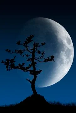 Fantasy tree silhouette Stock Photos
