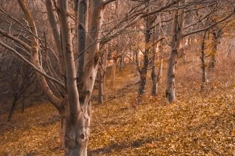 Fantasy Trees In A Forest In Fall At Dawn Stock Photos