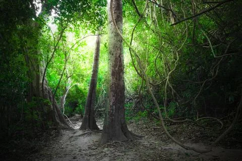 Fantasy tropical forest with road path way. Thailand nature Fantasy tropic... Stock-Fotos