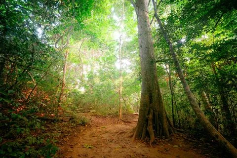Fantasy tropical forest with road path way. Thailand nature Fantasy tropic... Stock-Fotos