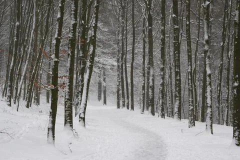 Fantasy winter forest with a path through the forest with a lot of snow Stock Photos