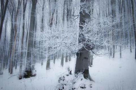 Fantasy winter landscape with old tree in frozen forest Stock Photos