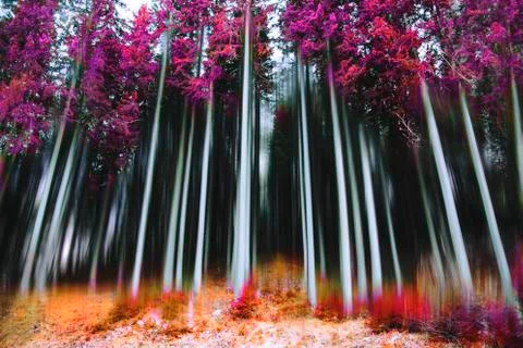 Fantasy woods Stock Photos