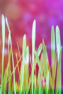 Fantasy world. grass with magic lights in enchanted forest, banner design Stock Photos