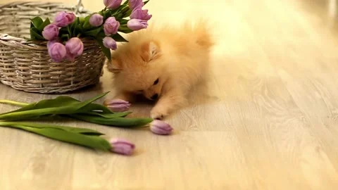 Фаня 스톡 동영상 170794511