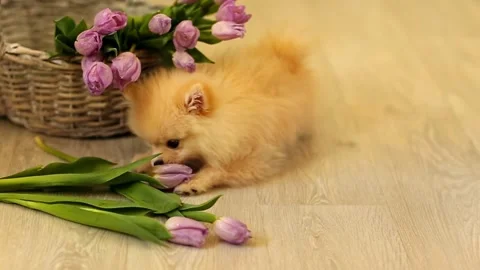 Фаня Stock Footage 170794524