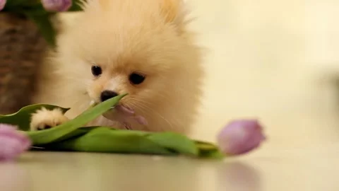 Фаня Stock Footage 170794535