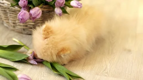 Фаня Stock Footage 170794541