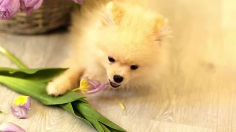 Фаня Stock Footage 170794554