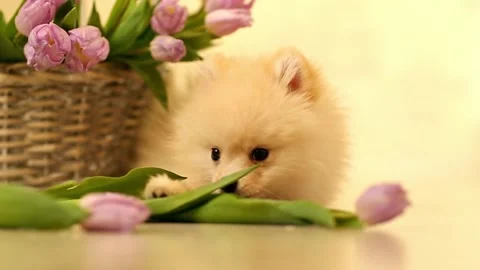 Фаня Stock Footage 170794556