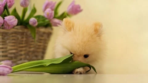 Фаня Stock Footage 170794567