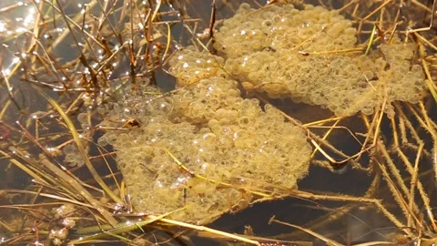 Фаня 스톡 동영상 175427838