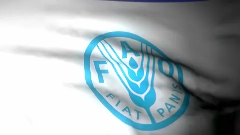FAO  3840x2160UHD Video stock 224423383