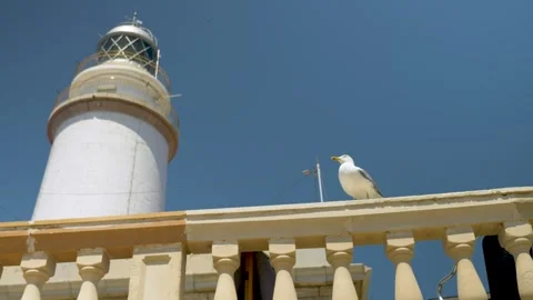 Far de formentor, lighthouse and Seagull in Mallorca, Balearic Islands, Spain Stock Footage 303753777