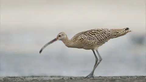 Far Eastern Curlew eating a crab Stock Footage 322045377