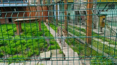 Far Eastern leopard and its life in the zoo, the zoo of Ukraine, an endangere Stock Photos