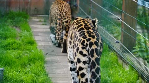 Far Eastern leopard and its life in the zoo, the zoo of Ukraine, an endangere Stock Photos