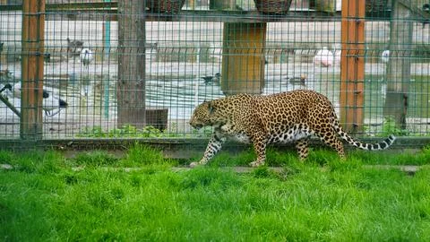 Far Eastern leopard and its life in the zoo, the zoo of Ukraine, an endangere Stock Photos