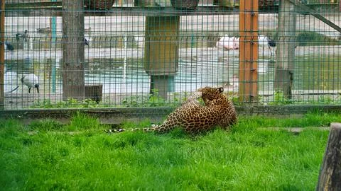 Far Eastern leopard and its life in the zoo, the zoo of Ukraine, an endangere Stock Photos