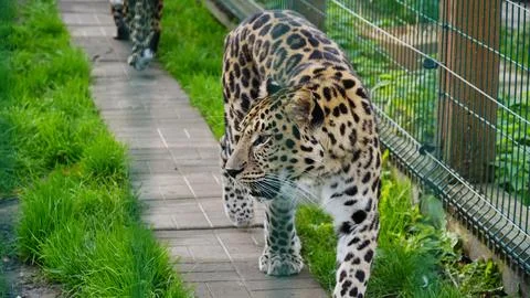 Far Eastern leopard and its life in the zoo, the zoo of Ukraine, an endangere Stock Photos