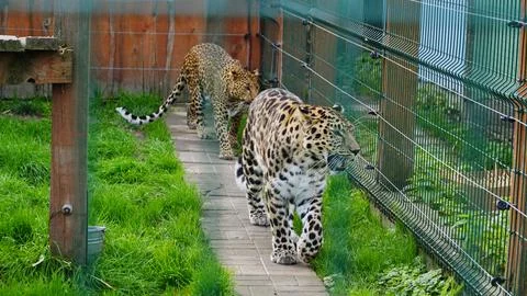 Far Eastern leopard and its life in the zoo, the zoo of Ukraine, an endangere Stock Photos