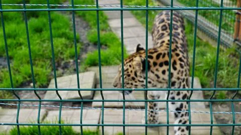 Far Eastern leopard and its life in the zoo, the zoo of Ukraine, an endangered Stock Photos