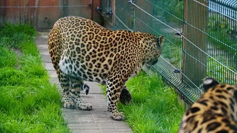 Far Eastern leopard and its life in the zoo, the zoo of Ukraine, an endangered Stock Photos