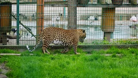 Far Eastern leopard and its life in the zoo, the zoo of Ukraine, an endangered Stock Photos