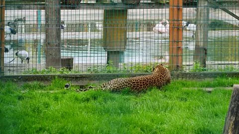 Far Eastern leopard and its life in the zoo, the zoo of Ukraine, an endangered Stock Photos