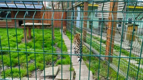Far Eastern leopard and its life in the zoo, the zoo of Ukraine, an endange.. Stock Photos