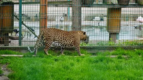 Far Eastern leopard and its life in the zoo, the zoo of Ukraine, an endange.. Stock Photos