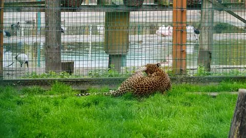 Far Eastern leopard and its life in the zoo, the zoo of Ukraine, an endange.. Stock Photos