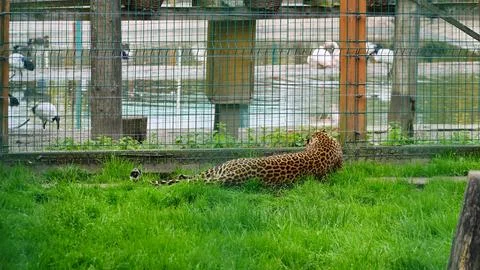 Far Eastern leopard and its life in the zoo, the zoo of Ukraine, an endange.. Stock Photos