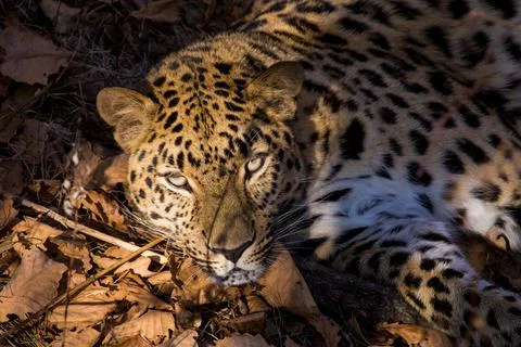 Far Eastern leopard in the autumn forest Stock Photos