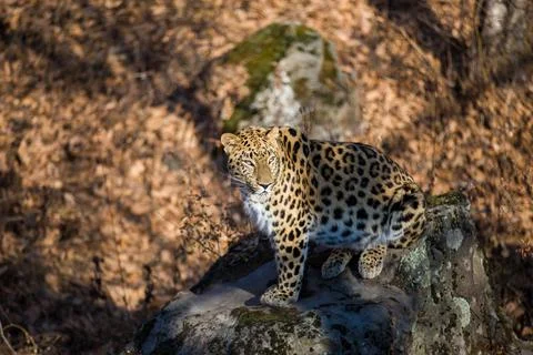 Far Eastern leopard in the autumn forest. Stock Photos