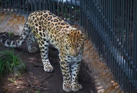 Far Eastern Leopard in the cage Stock Photos
