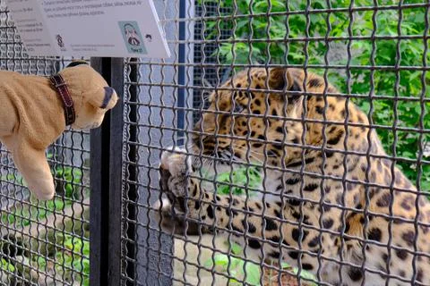Far Eastern leopard in a cage Stock Photos