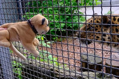 Far Eastern leopard in a cage Stock Photos